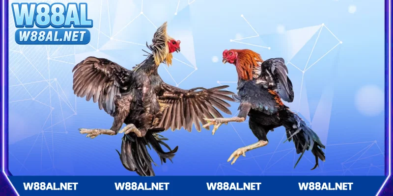 Giới thiệu về cá cược đá gà hấp dẫn tại W88