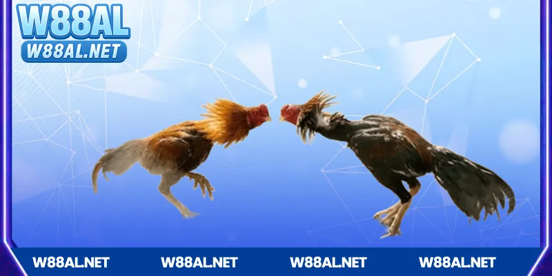 Mẹo cược Đá gà Campuchia hiệu quả